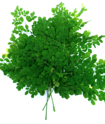 Drumsticks Leaves Bunch
